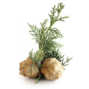 Cipres etherische olie groothandel kopen