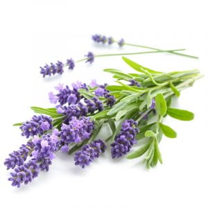 Lavendel etherische olie groothandel