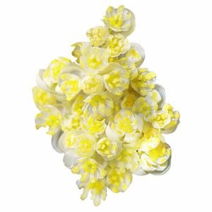 May chang etherische olie kopen groothandel