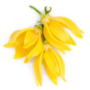 ylang ylang etherische olie groothandel