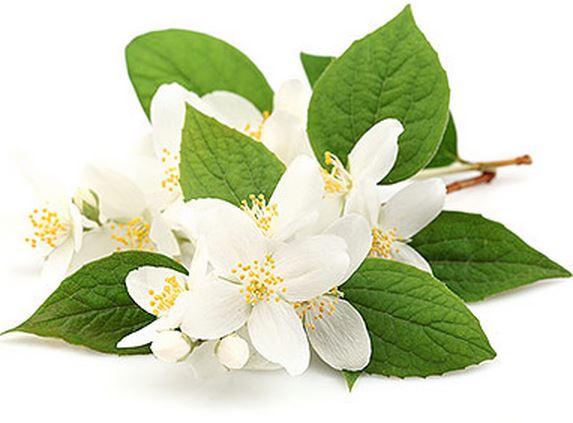 jasmijn etherische olie hydrolaat groothandel bulk