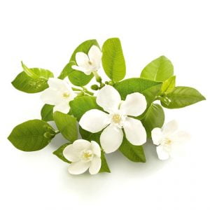 neroli etherische olie groothandel