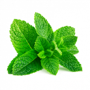 pepermunt etherische olie groothandel bio