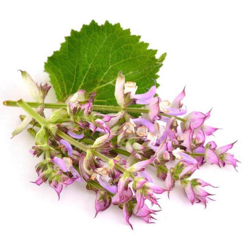 clary sage scharlei bloemen water hydrolaat hydrosol groothandel