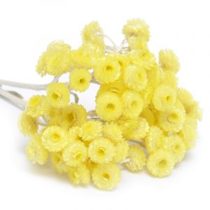 Helichryse hydrolaat hydrosol goorhtnadlw Wholesale