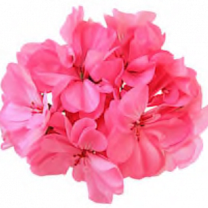 geranium essentiële olie