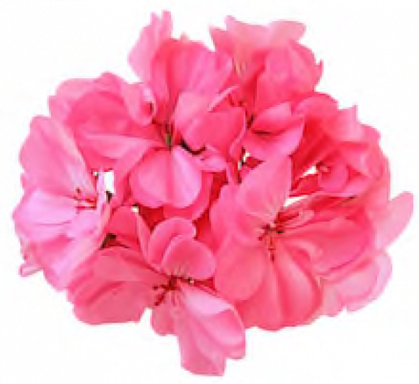 geranium essentiële olie
