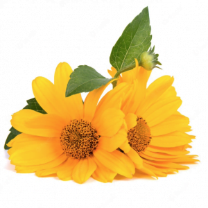 Calendula olie groothandel kopen