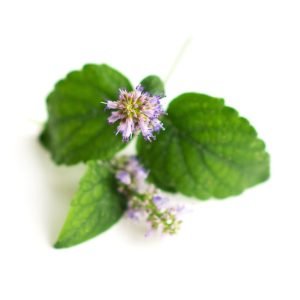 patchouli etherische olie groothandel liter