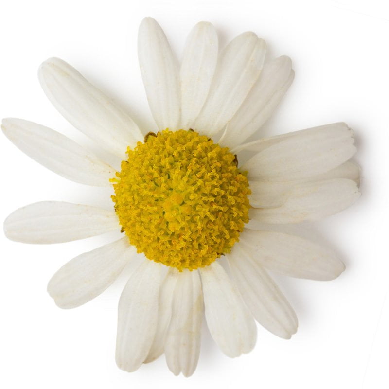 Roomse Kamille essentiële olie | Biologisch | Vanaf 100ml